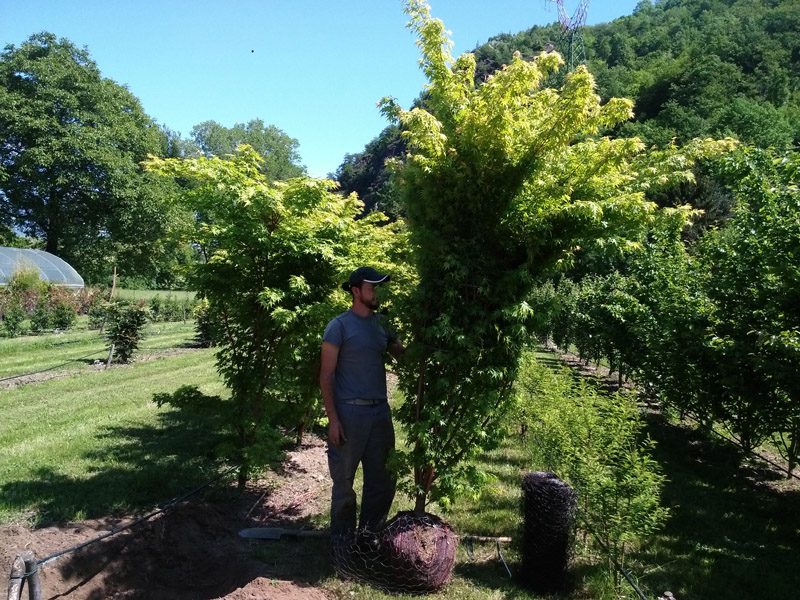 vivaio ossola giardini (25)