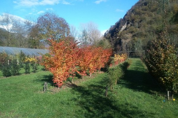 vivaio ossola giardini (3)