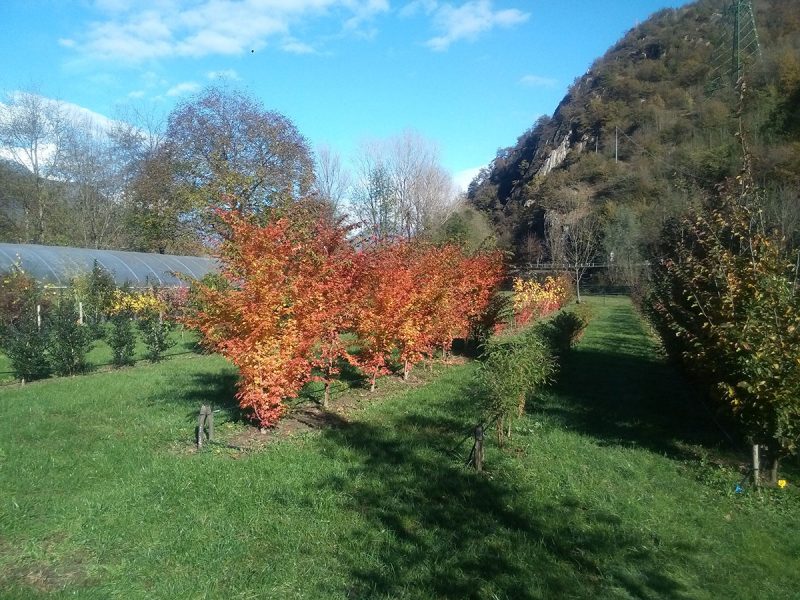 vivaio ossola giardini (3)